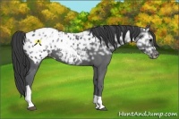 Horse Color:Black Ice Mushroom Sabino Tobiano Blanket 