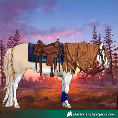 Horse Color:Red Dun Splash 