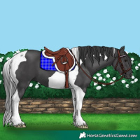 Horse Color:Black Tobiano 