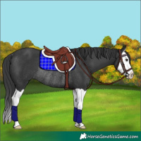 Horse Color:Black Splash Rabicano 