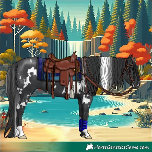 Horse Color:White Spotted Black