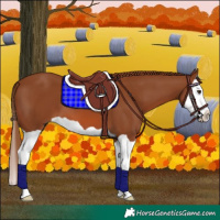 Horse Color:Chestnut Splash 