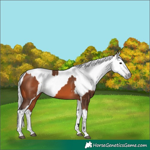 Horse Color:Bay  and Gray Bay 