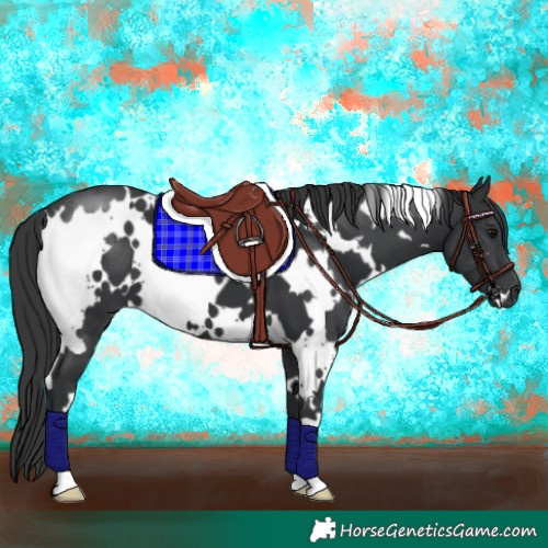 Horse Color:White Spotted Black 