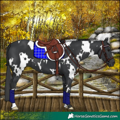 Horse Color:White Spotted Black 