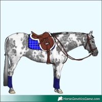 Horse Color:White Spotted Black Ice Rabicano 