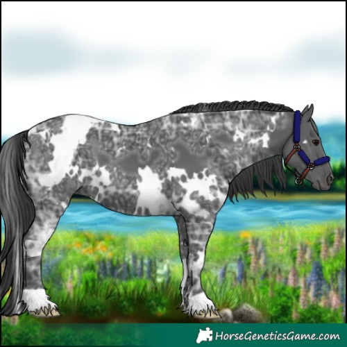 Horse Color:White Spotted Black Ice 