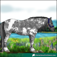 Horse Color:White Spotted Black Ice 