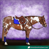 Horse Color:White Spotted Chestnut 