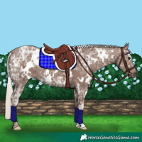 Horse Color:White Spotted Silver Black Ice 