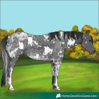 Horse Color:White Spotted Black Ice 