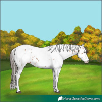 Horse Color:Bay Splash Tobiano Appaloosa  and Bay Splash Tobiano Appaloosa 