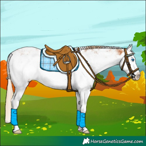 Horse Color:Chestnut Sabino Splash Rabicano 