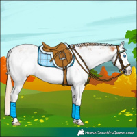 Horse Color:Chestnut Sabino Splash Rabicano 