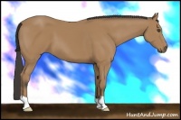 Horse Color:Buckskin 
