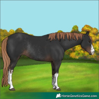Horse Color:White Spotted Liver Chestnut Rabicano 