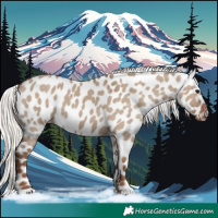 Horse Color:Silver Grullo Appaloosa 