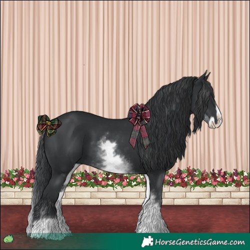 Horse Color:White Spotted Black Splash 