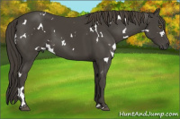 Horse Color:White Spotted Smoky Black 