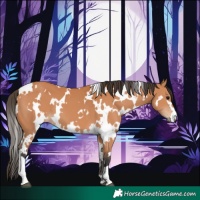 Horse Color:White Spotted Bay 