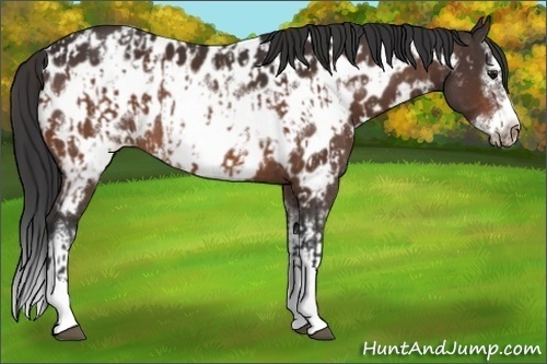 Horse Color:Brown Sabino Splash Near Leopard and Brown Sabino Splash Frame Near Leopard