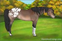 Horse Color:Bay Tobiano Blanket 
