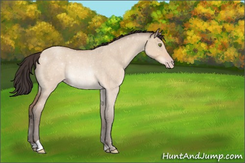 Horse Color:Amber Champagne Roan Dun Rabicano 