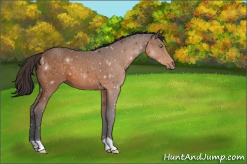 Horse Color:Buckskin 