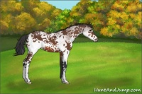 Horse Color:White Spotted Bay 