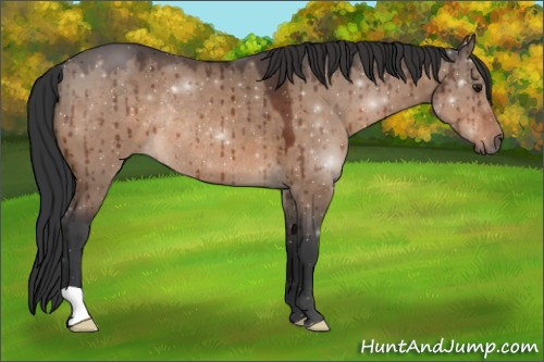 Horse Color:Brown Dun Rabicano Brindle 