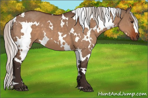 Horse Color:White Spotted Silver Brown Dun 