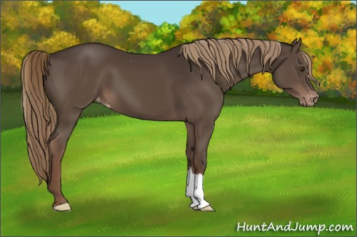 Horse Color:Liver Chestnut Varnish 