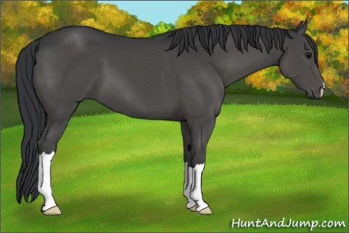 Horse Color:Black Mushroom 