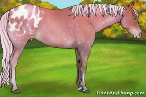 Horse Color:Silver Brown Pearl Appaloosa 