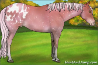Horse Color:Silver Brown Pearl Appaloosa 