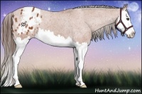 Horse Color:Bay Splash Appaloosa 