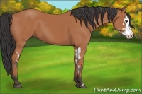 Horse Color:Bay Splash Frame