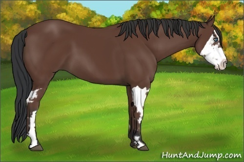 Horse Color:Bay Splash Frame 