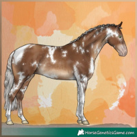 Horse Color:Gray White Spotted Silver Sable Champagne Tobiano Rabicano 