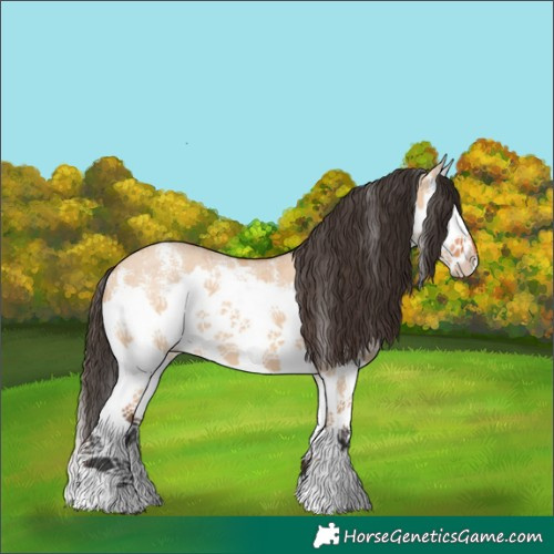 Horse Color:Bay Dun Sabino Splash 