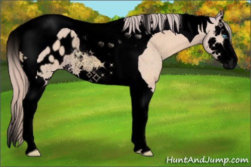 Horse Color:Void Watercolor Perlino Splash Tobiano Appaloosa Rabicano 