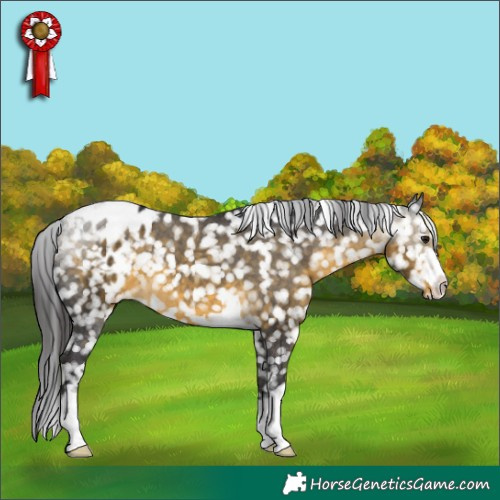 Horse Color:Buckskin Blanket
