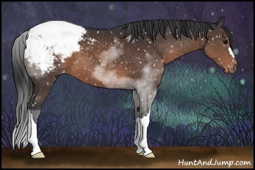 Horse Color:Brown Appaloosa 