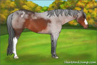 Horse Color:Brown Roan Appaloosa 