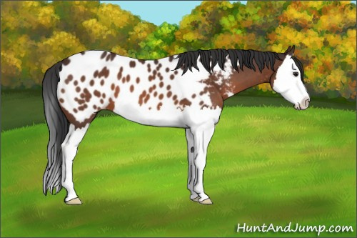 Horse Color:Brown Splash Near Leopard 