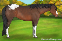 Horse Color:Brown Appaloosa 