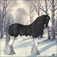 Horse Color:Midnight Black Ice Splash 