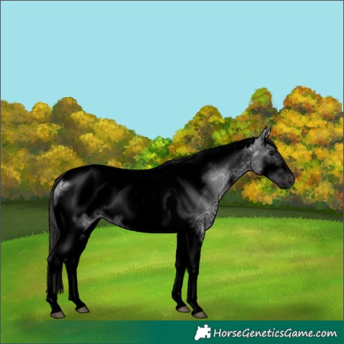 Horse Color:Void Smoky Black Ice Tobiano Frame 