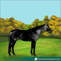 Horse Color:Void Smoky Black Ice Tobiano Frame 