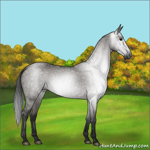 Horse Color:Gray Grullo Sabino Rabicano